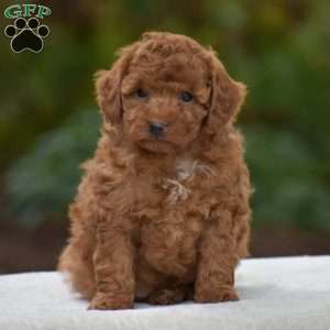 Kory, Miniature Poodle Puppy